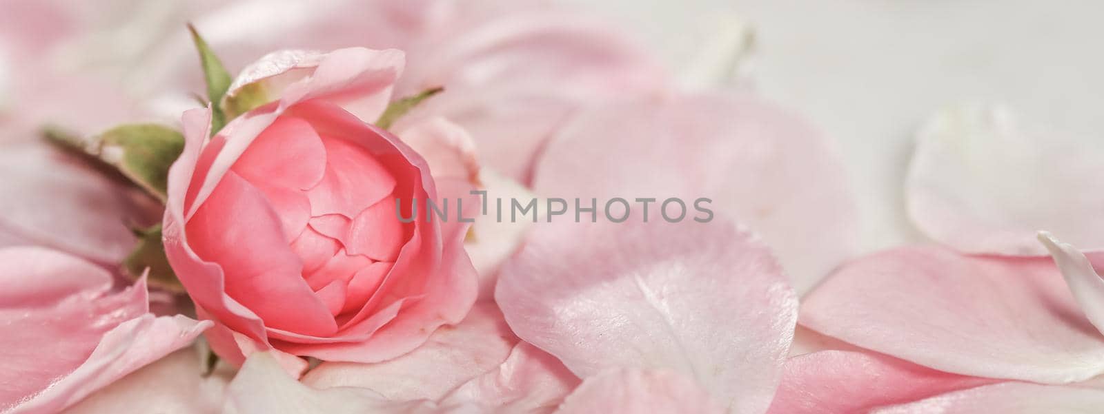 Botanical concept, invitation card - Soft focus, abstract floral background, bud of pink rose flower. Macro flowers backdrop for holiday brand design