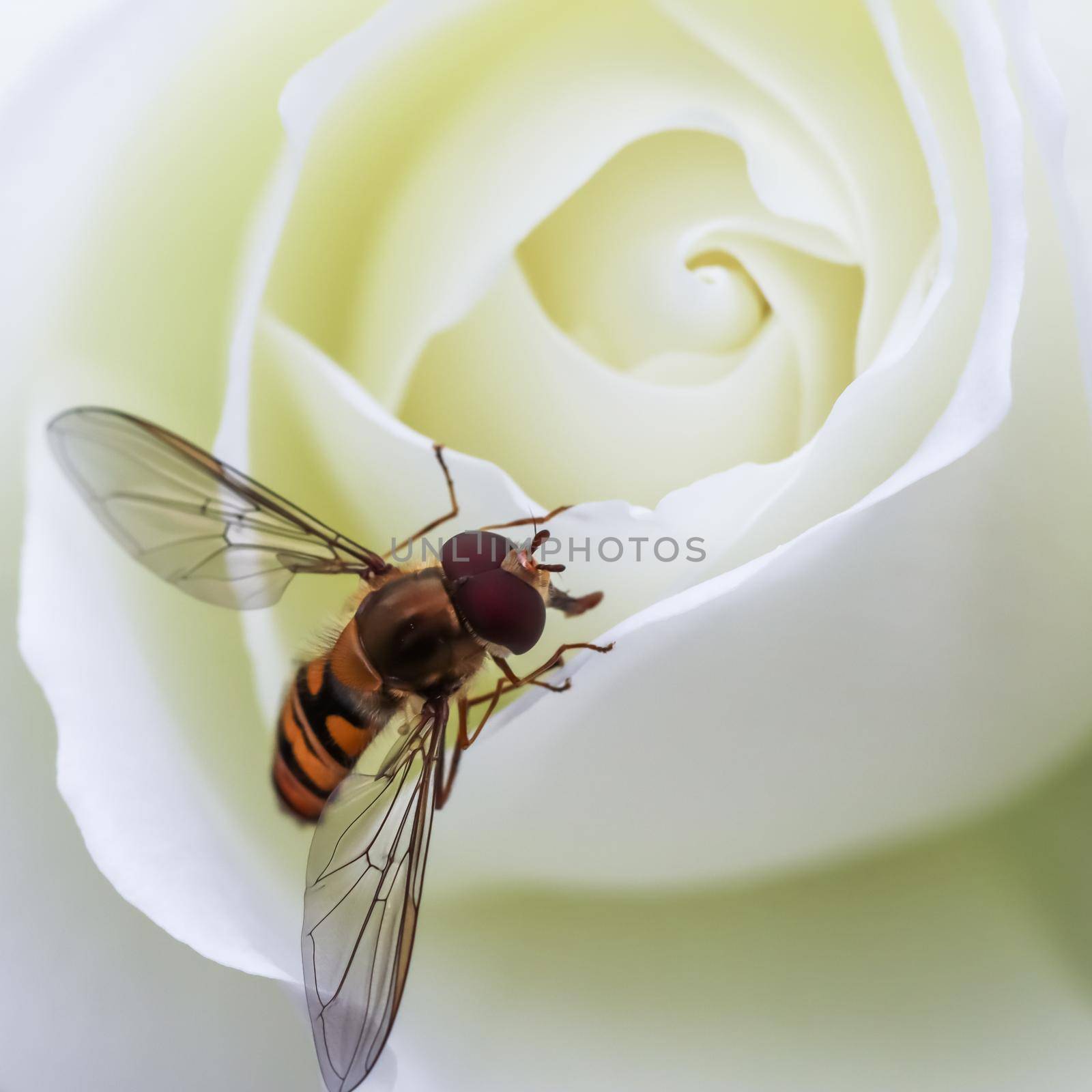 Working bee on a beautiful white rose
