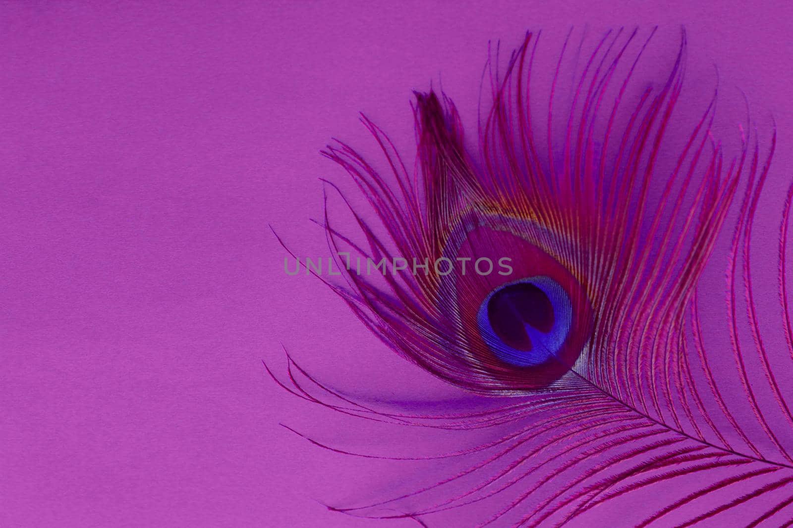 Detail of peacock feather eye on a pink background. Luxury Abstract Texture for Peafowl wallpaper, pink blue-green color. Indian peafowl extravagant plumage - eye-spotted tail of covert feathers.