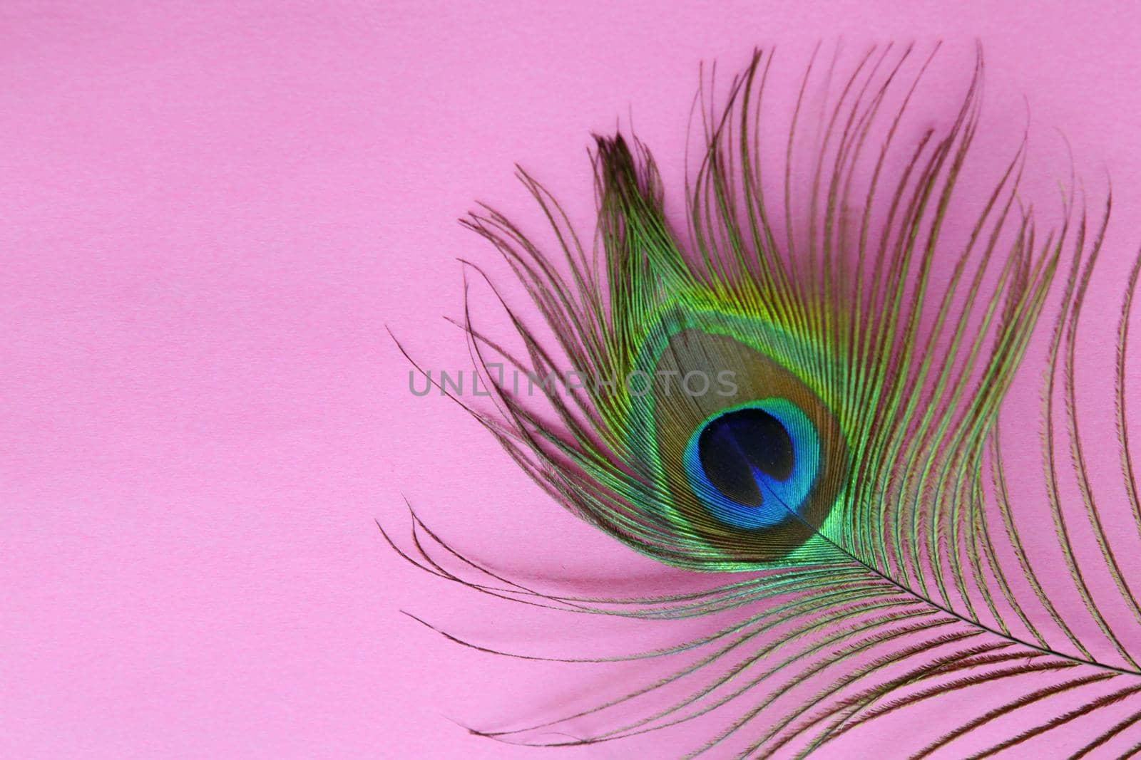 Detail of peacock feather eye on a pink background. Luxury Abstract Texture for Peafowl wallpaper, pink blue-green color. Indian peafowl extravagant plumage - eye-spotted tail of covert feathers.