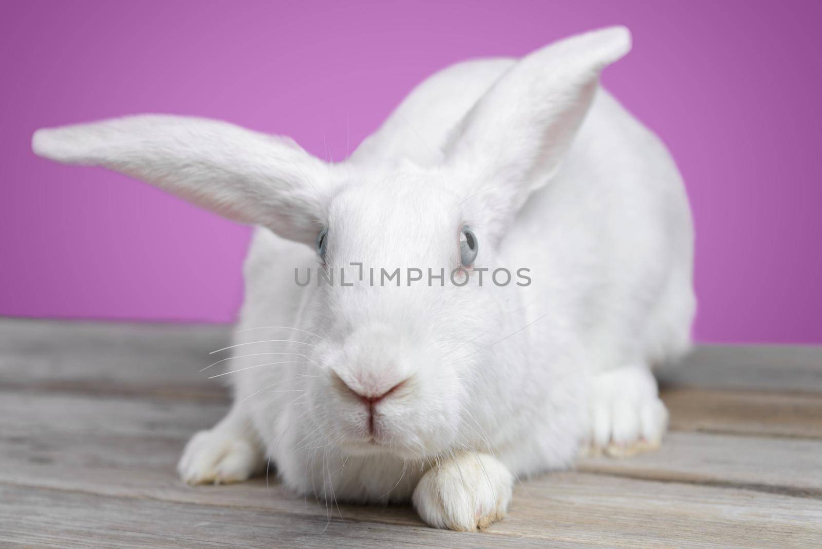 White rabbit on a pink background, front view