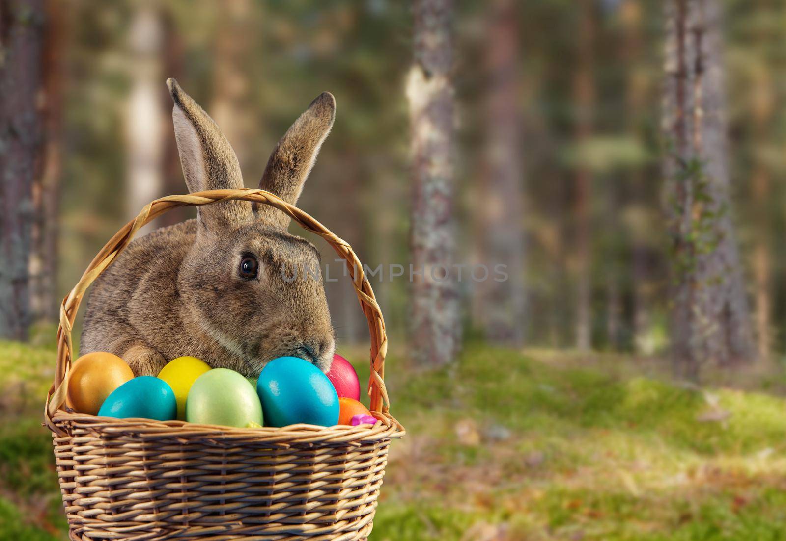 Beautiful Easter rabbit sits in a basket with colored eggs on nature