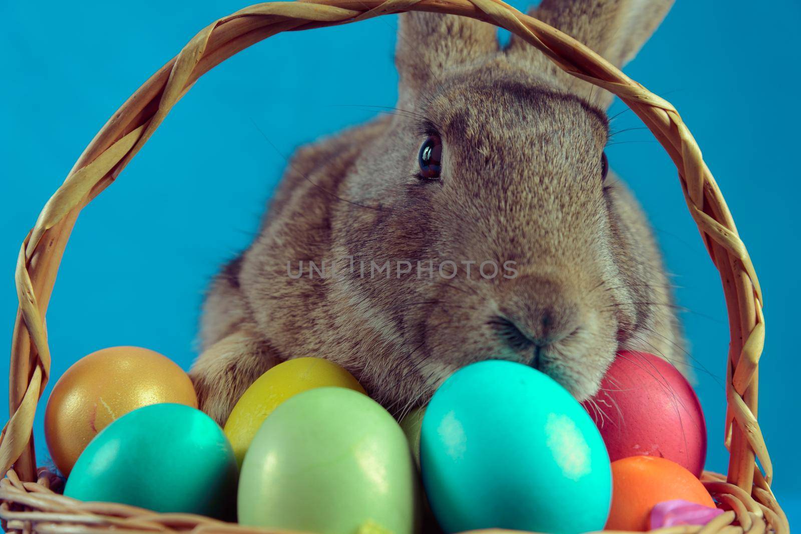 Easter bunny sits in a basket with colored eggs