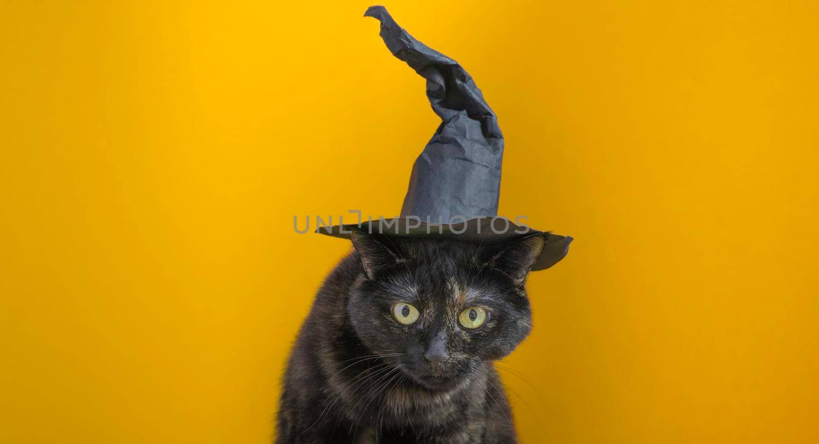 Cute multicolored cat in a witch hat on an orange background. Halloween holiday