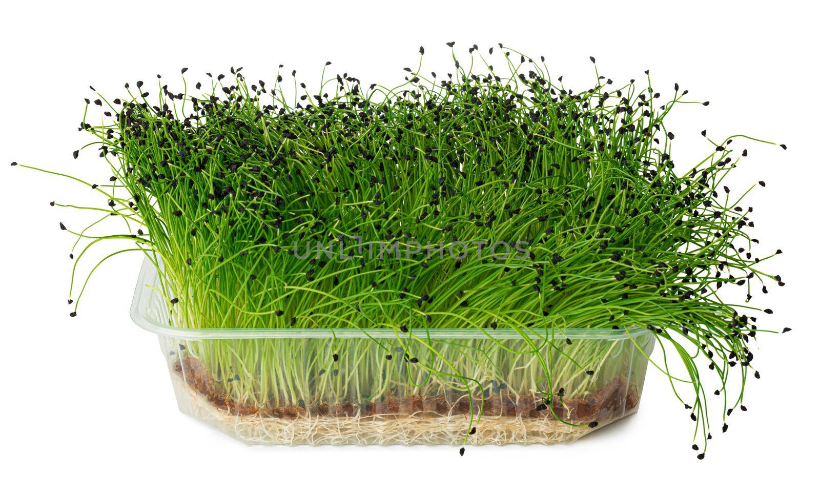 Growing micro green of onion in a tray isolated on white background