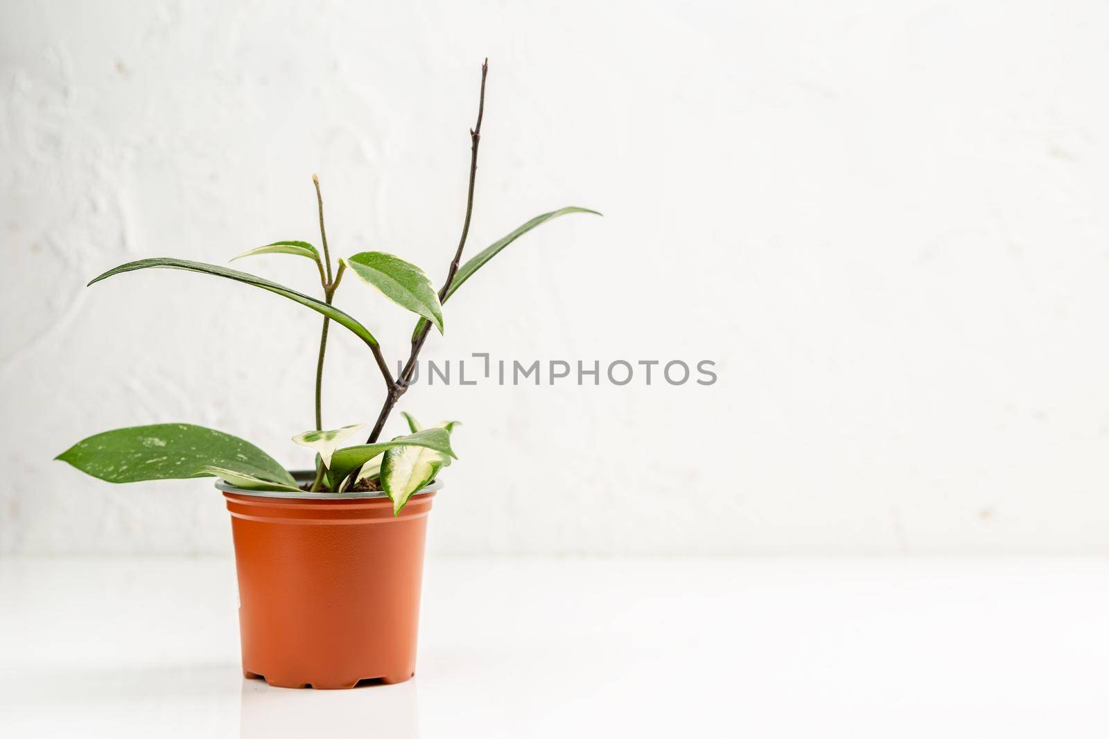 Hoya plant in the nursery pot over white wall, Urban jungle houseplant, copy space for text