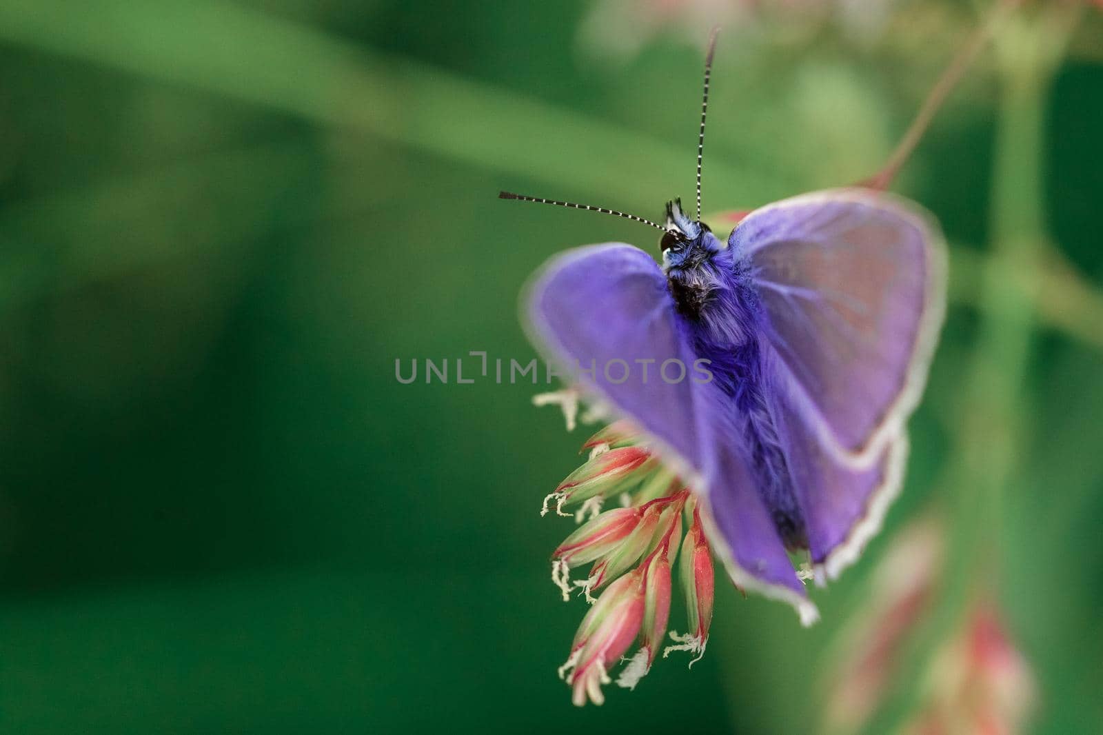 Gentle natural background with a purple butterfly, soft focus.