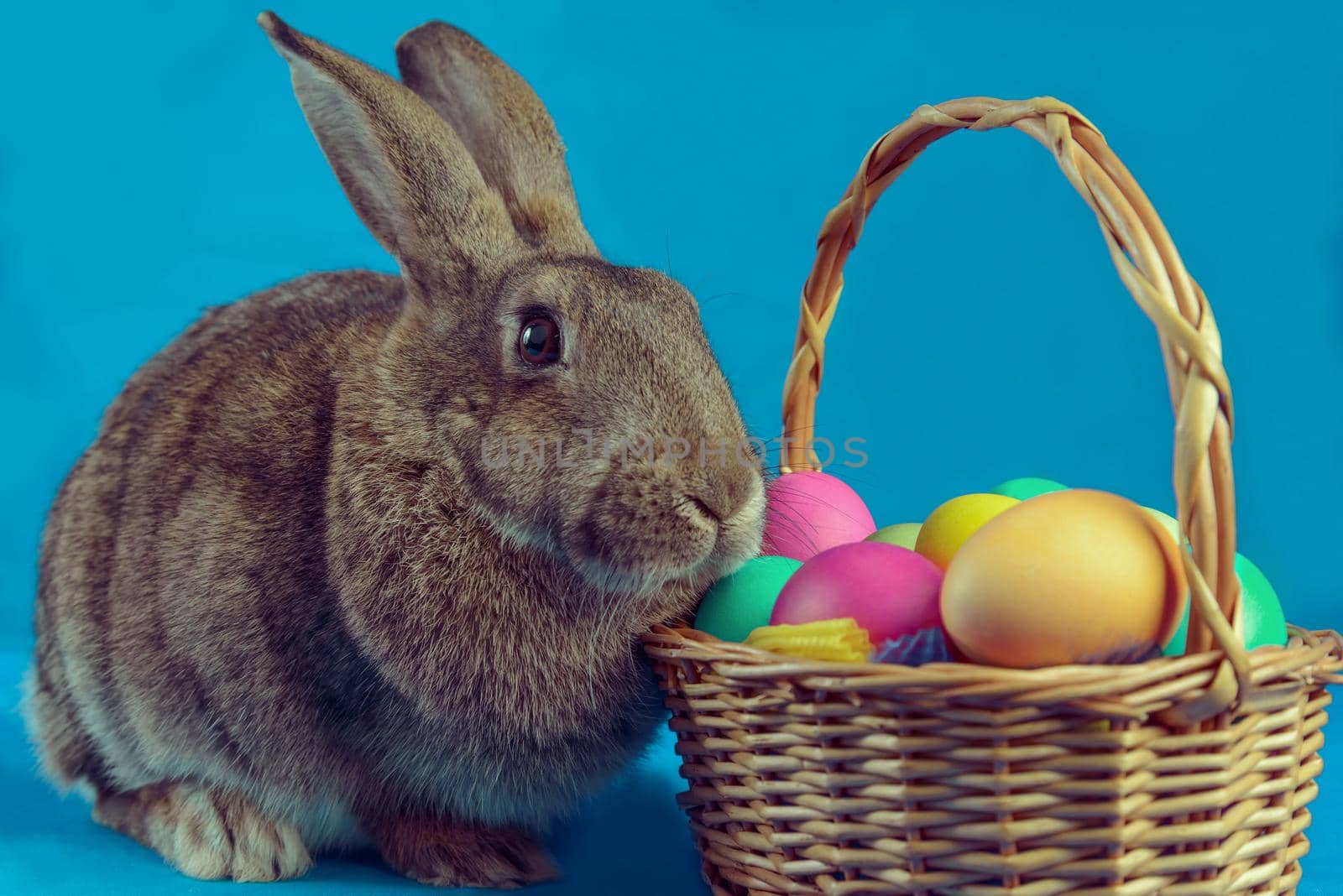 Easter rabbit sits near a basket with colored eggs on a blue background