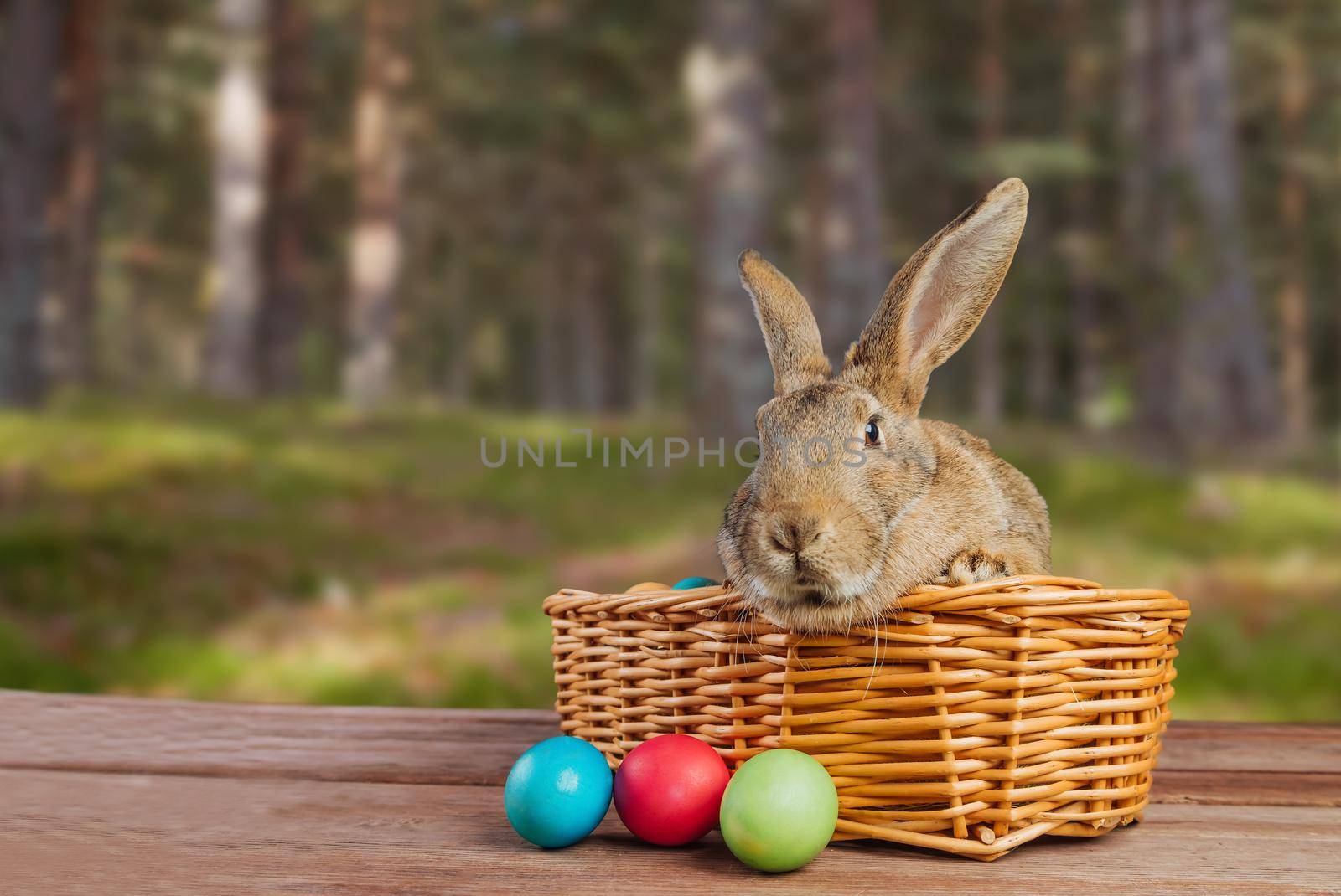 Beautiful brown Easter rabbit in a basket with colored eggs outdoor