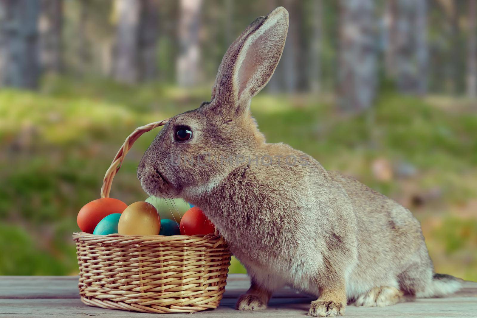 Easter bunny with basket of colored eggs on a wooden table on nature