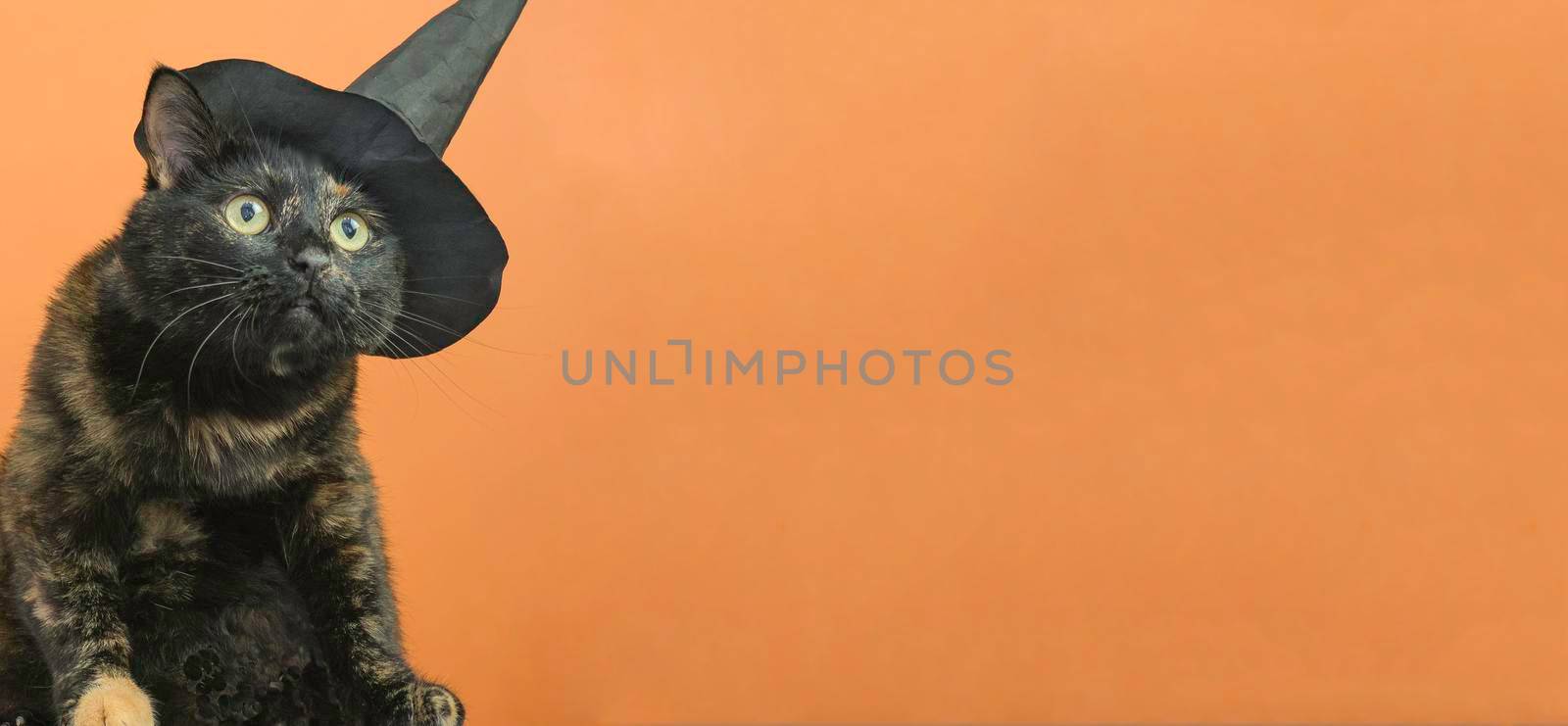 Funny black multi-colored cat in a black hat on the theme of a witch for Halloween on an orange background with a place for the text. by Ekaterina34