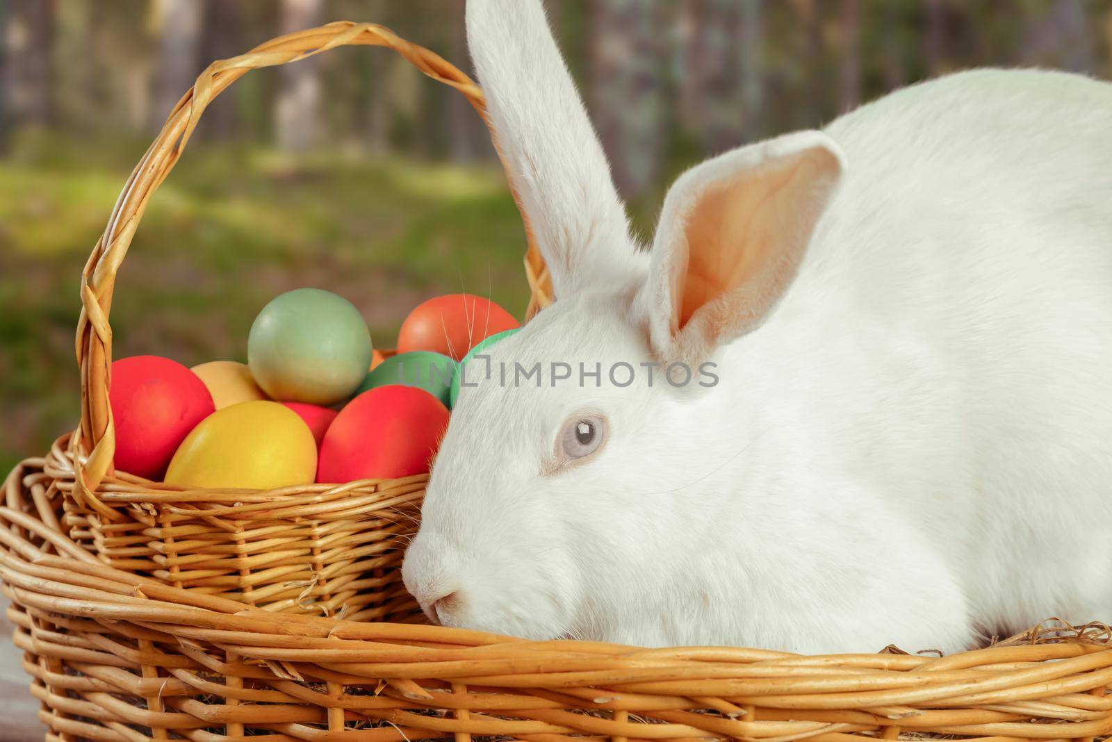 Beautiful white Easter rabbit in a basket with colored eggs outdoor