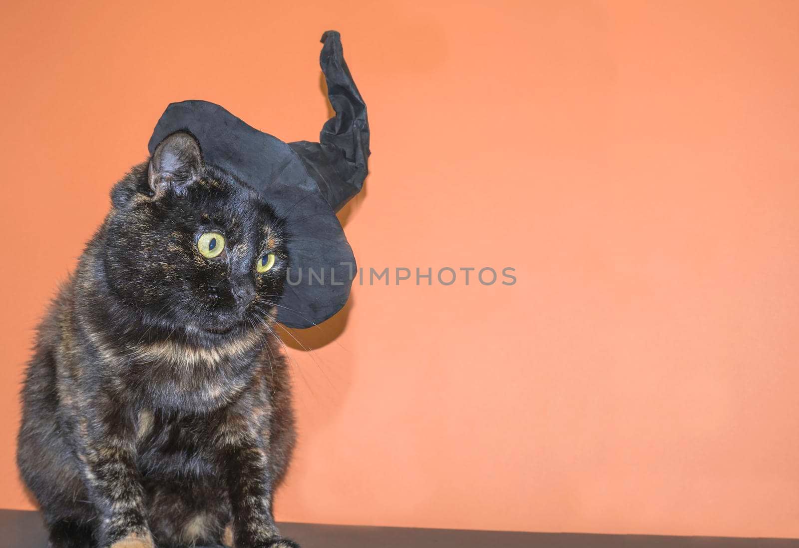 Cute multicolored cat in a witch hat on an orange background. Halloween holiday. by Ekaterina34