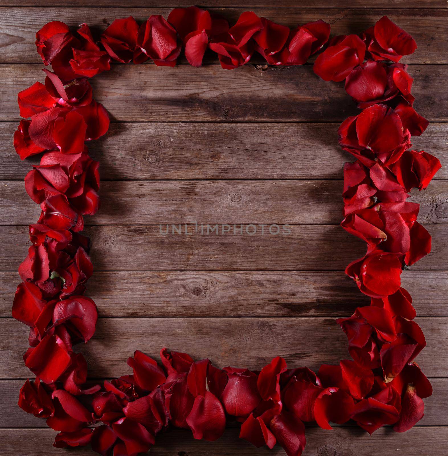 Square frame of red rose petals, space for text