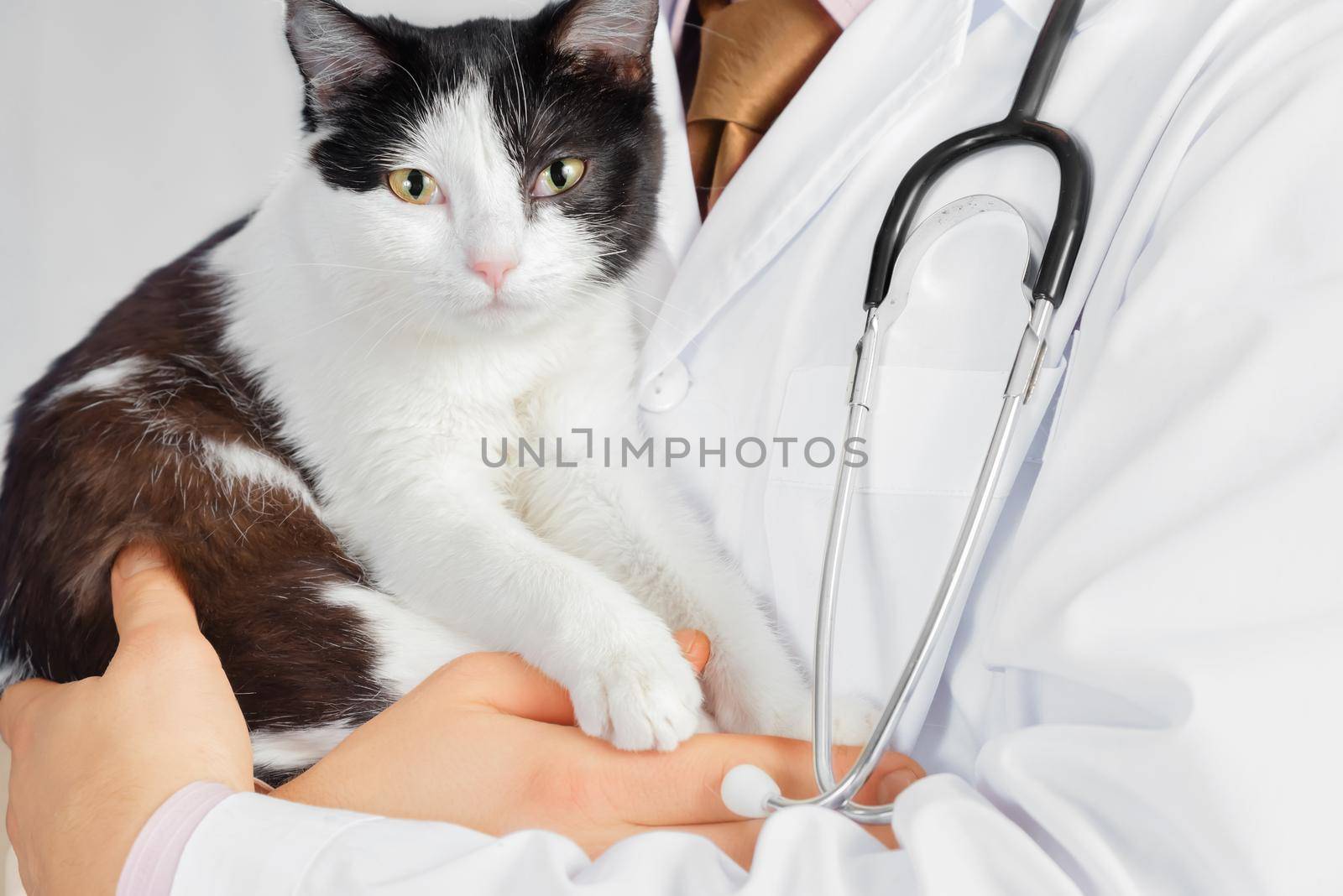 Unrecognizable doctor veterinarian holds a cat