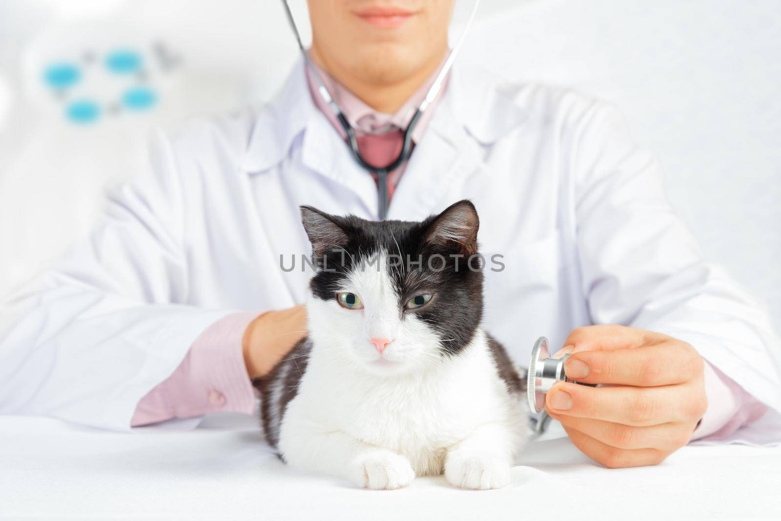 Male veterinarian listens a sick cat in the hospital