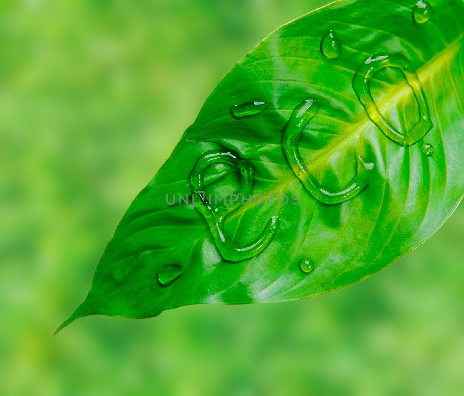 Word eco is written on green leaf by water drops, concept of save of environment