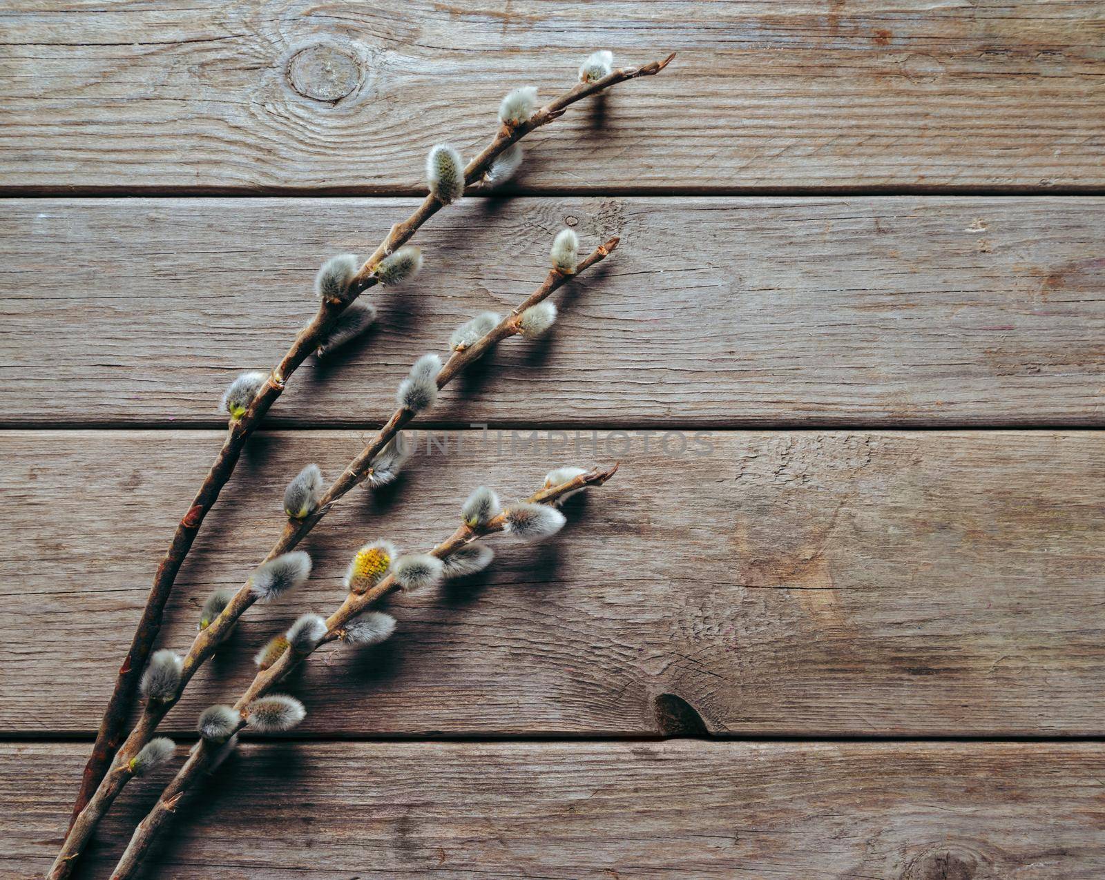 Three willow branches with fluffy catkins on a wooden background