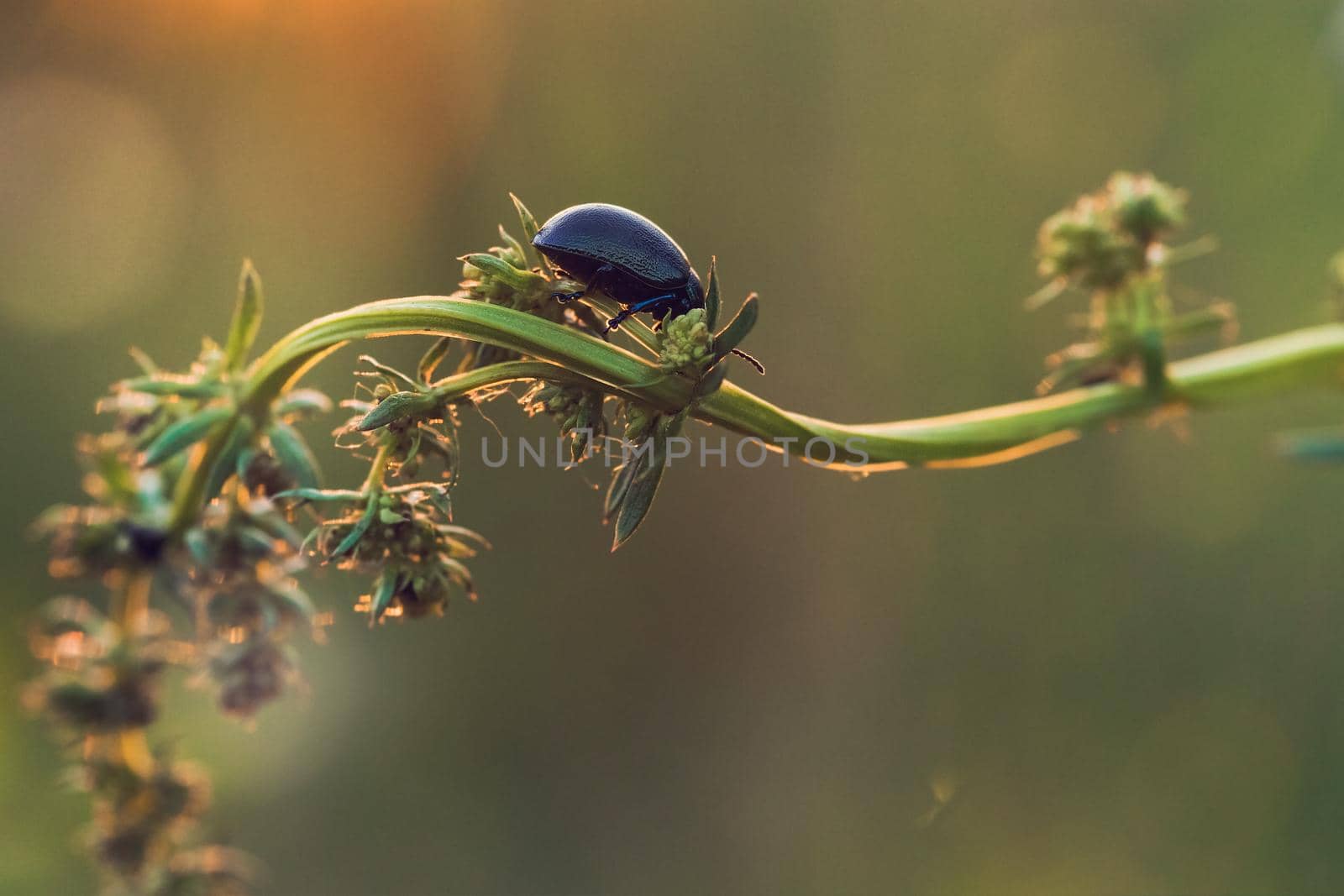 Black Dor beetle, Anoplotrupes stercorosus, on green stem in Summer