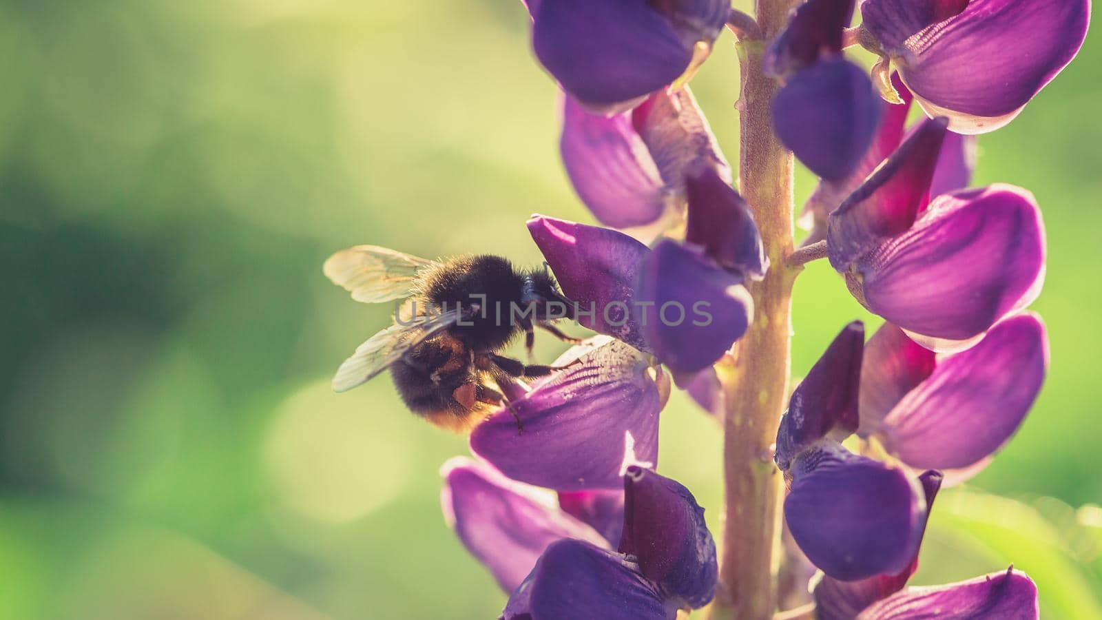 Bumble Bee pollinating and collecting nectar from a Lupin flower in the garden at the Sunset. Shallow debth of field