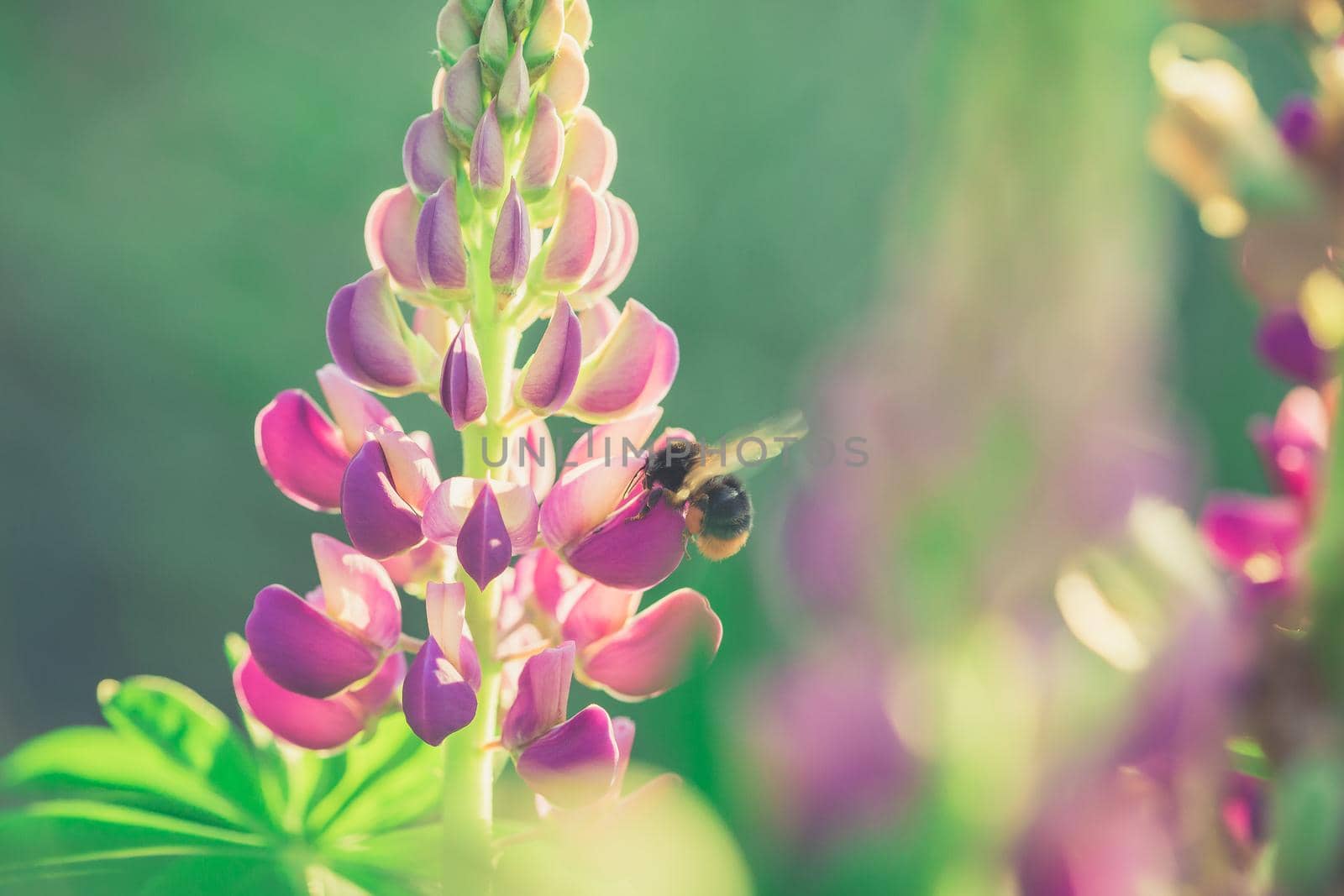 Bumble Bee pollinating and collecting nectar from a Lupin flower in the garden at the Sunset. Shallow debth of field