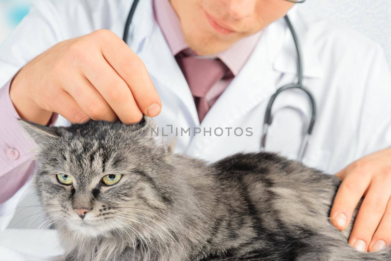 Man veterinarian checks the ear of cat in the hospital