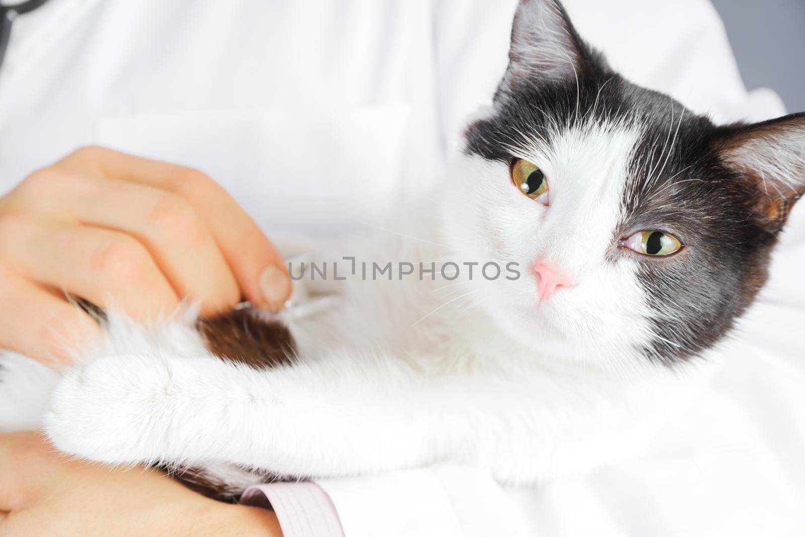 Unrecognizable male veterinarian listens a sick black-white cat