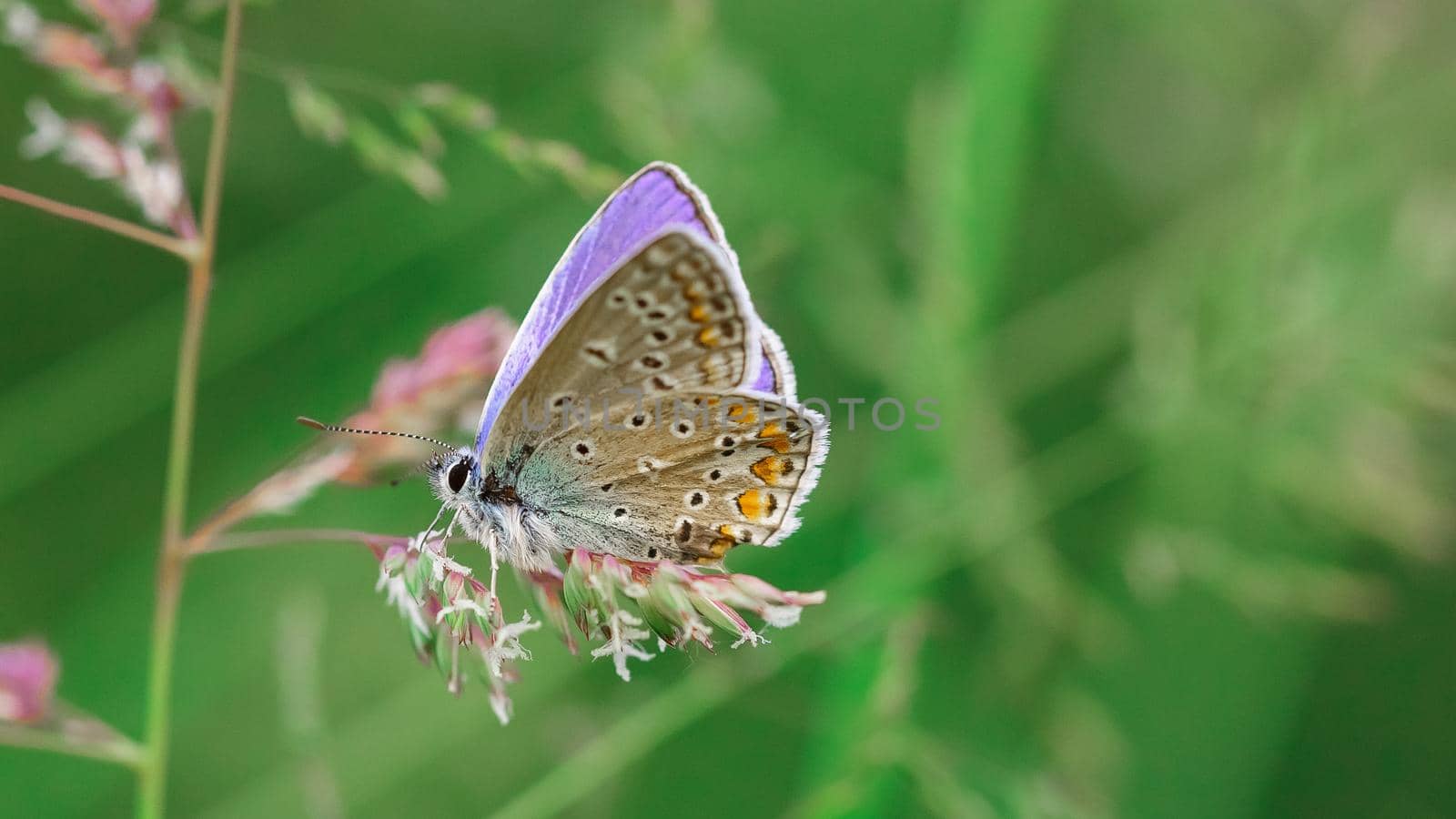 Butterfly in a meadow in summer, close-up of a macro, shallow debth of field