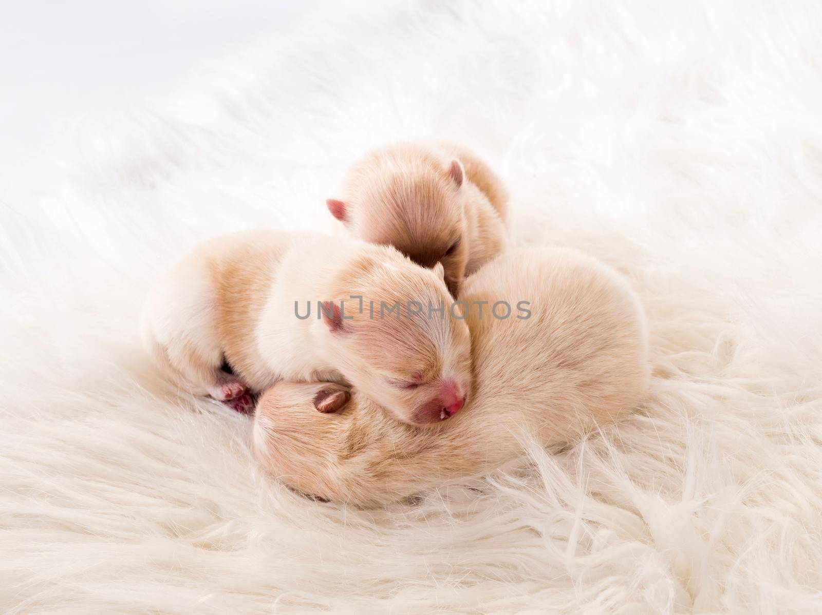 Three newborn chihuahua puppies on white blanket