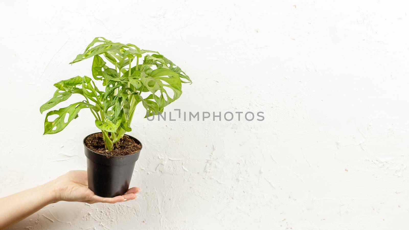 Monstera adonsonii, Hand holding Monkey Mask plant in the nursery pot over white wall, Concept of urban jungle, growing plants at home, copy space for text