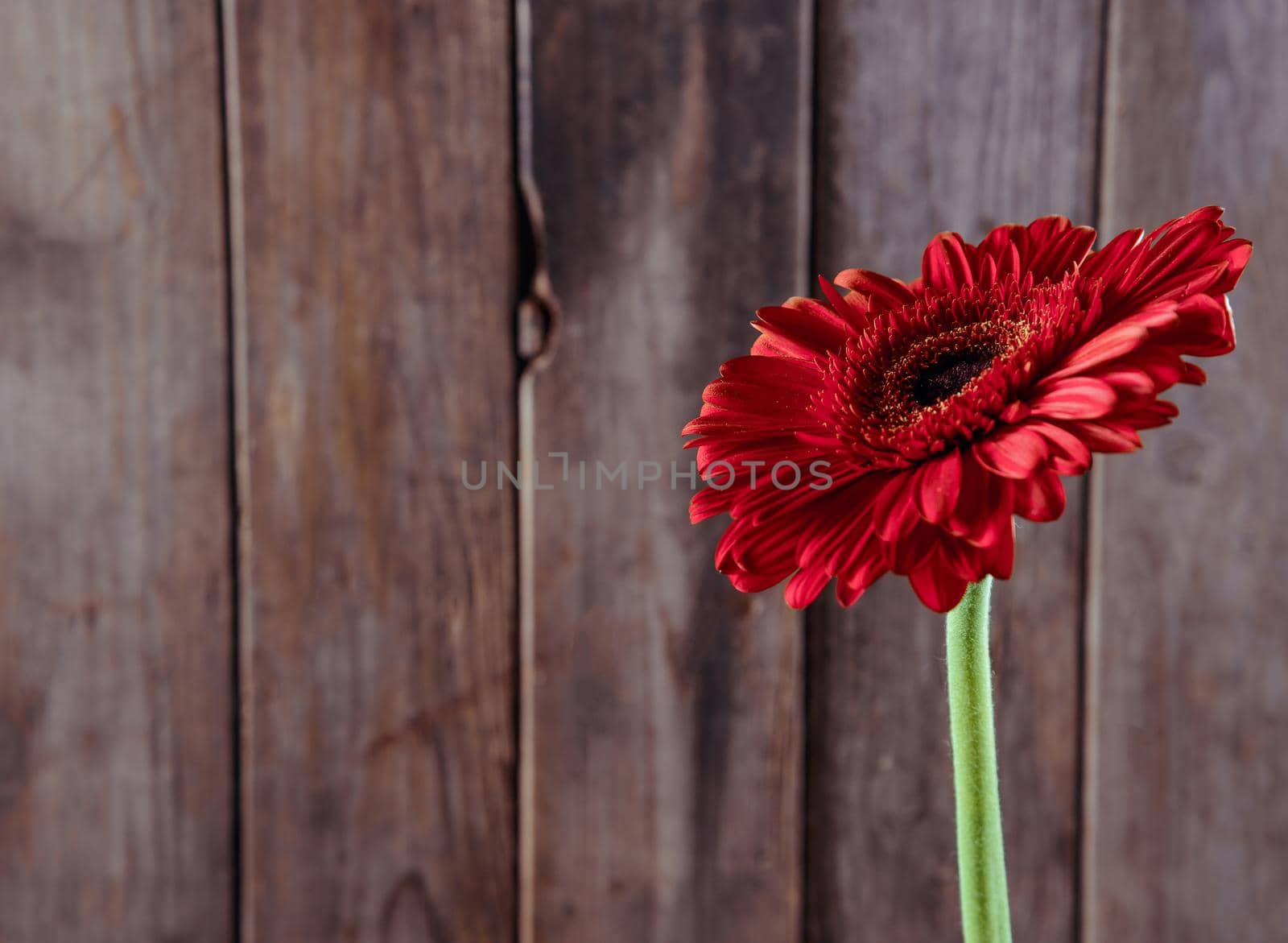 One red gerbera on a wooden background