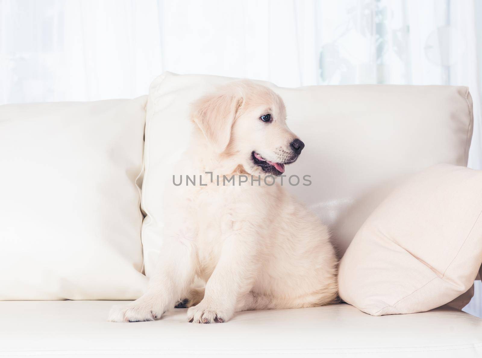 cute fluffy puppies on sofa at home