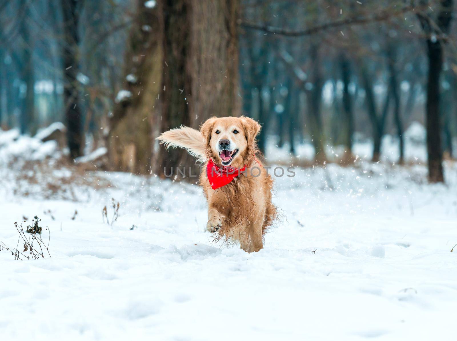 golden retriever walk in the park by tan4ikk1