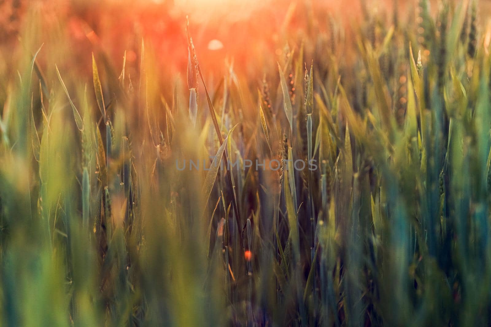 Green grass background with orange sun beam. Selective soft focus. Bright natural bokeh. Abstract nature background