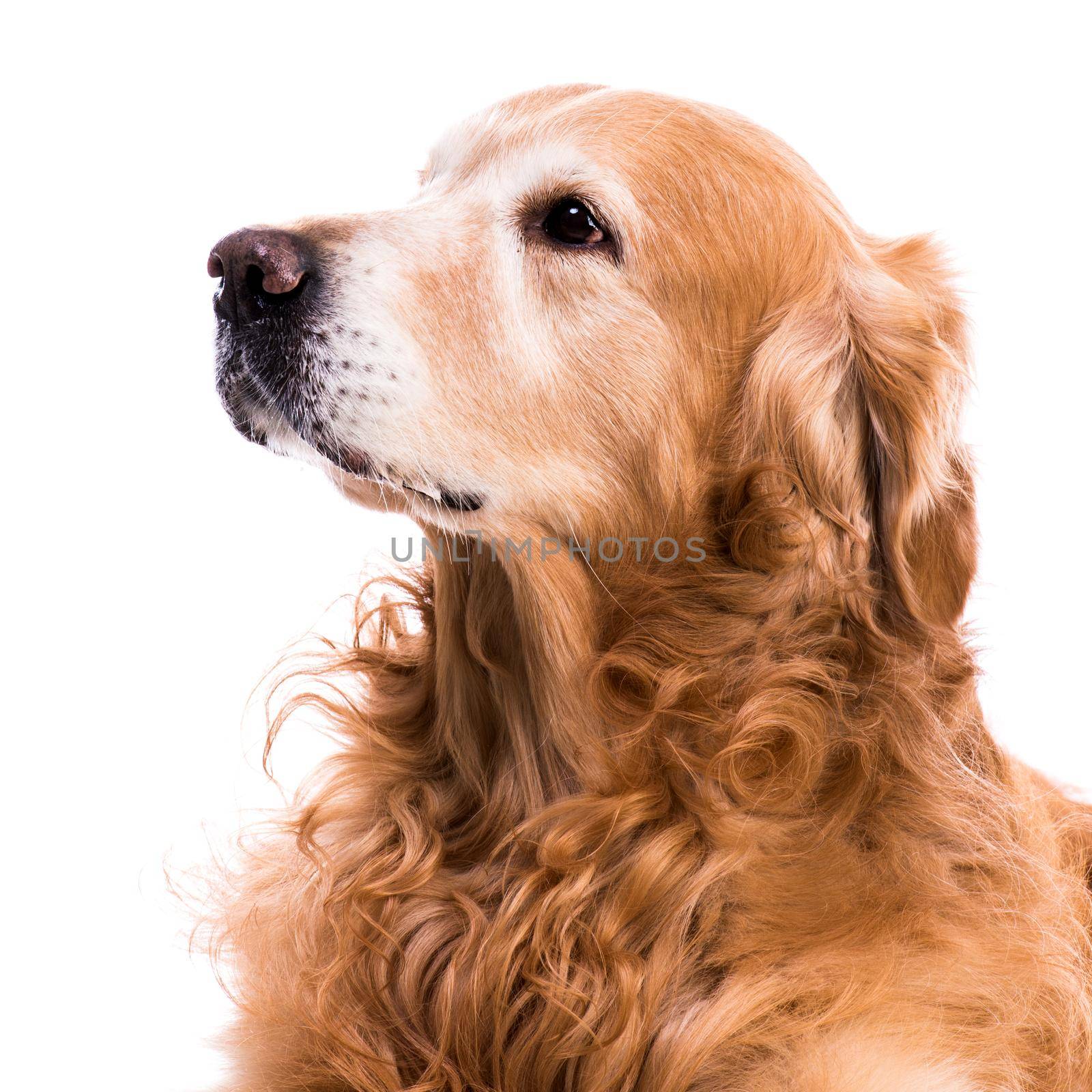 purebred golden retriever dog by tan4ikk1