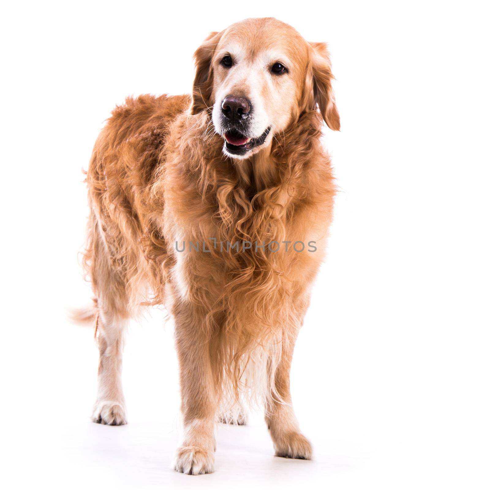 Golden retriever dog posing in studio. Isolated on white background