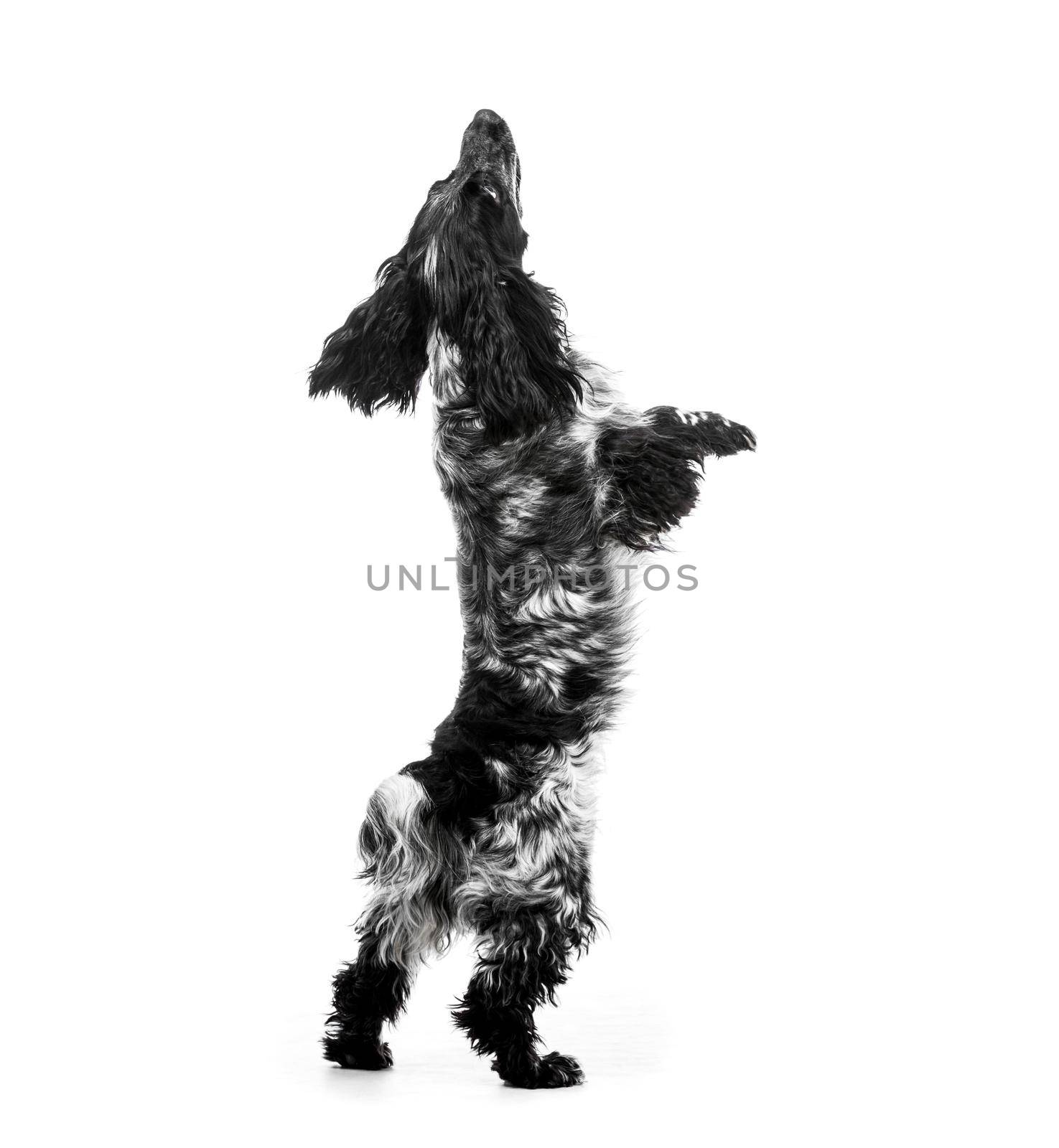 Cocker Spaniel puppy dog jump. Isolated on white