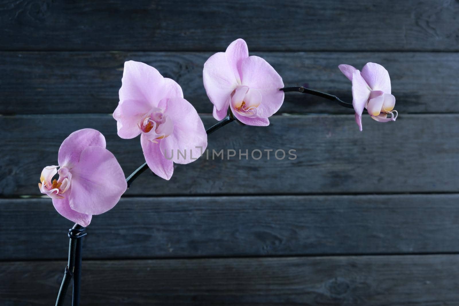 Orchid on a wooden background, space for text