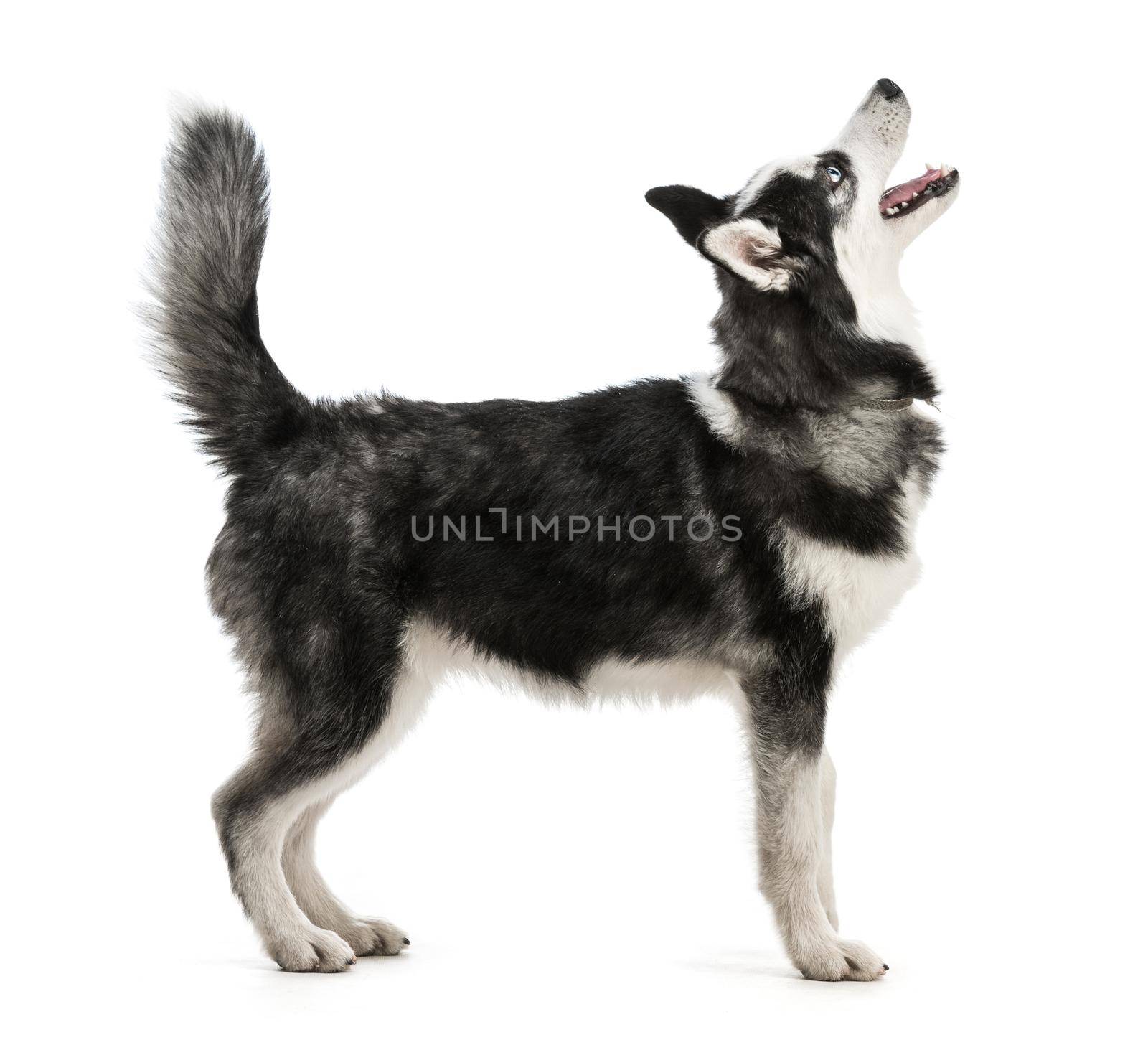 Adorable black and white with blue eyes Husky puppy. Studio shot.