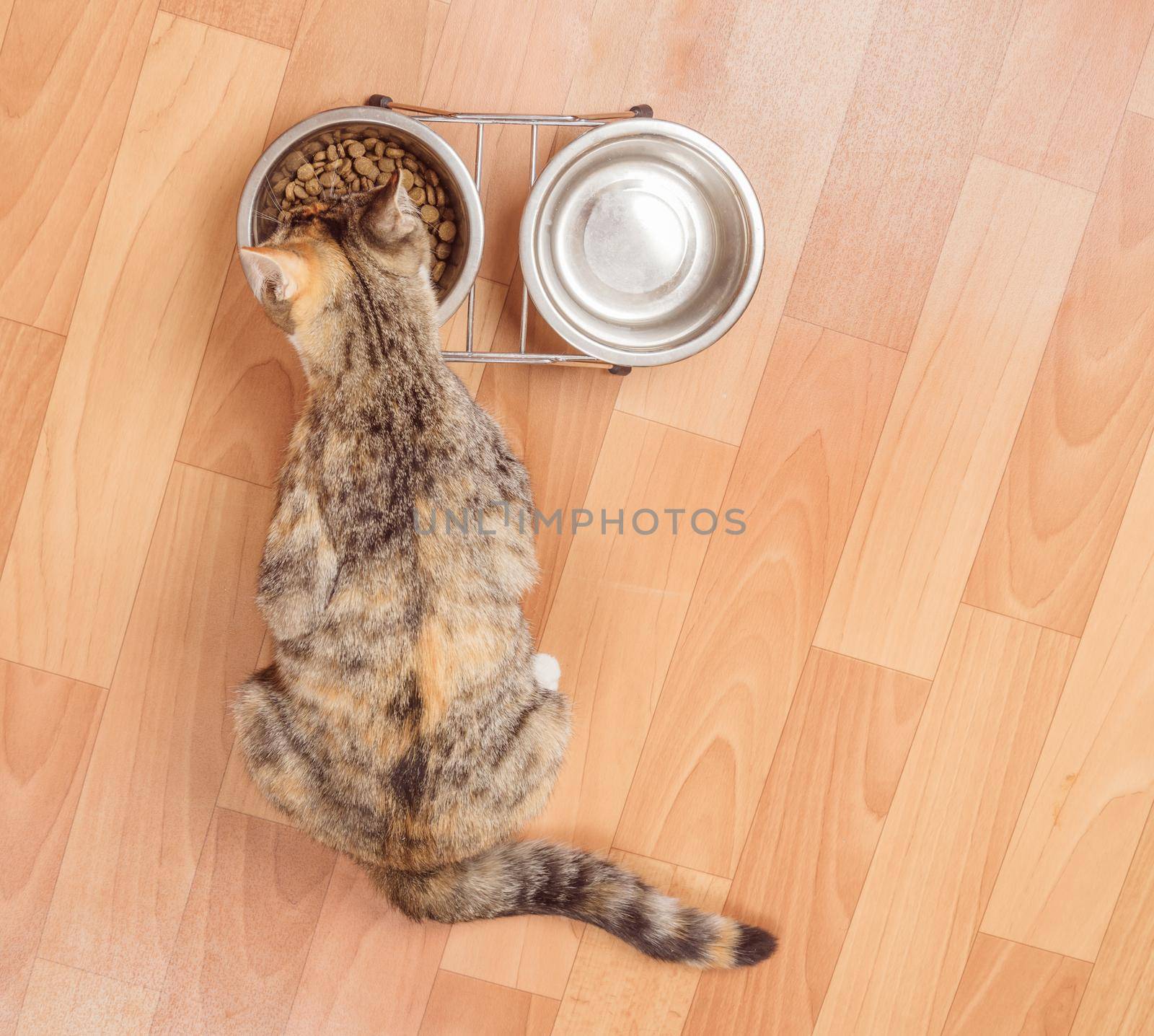 Orange tabby kitten eats from a bowl indoors, top view