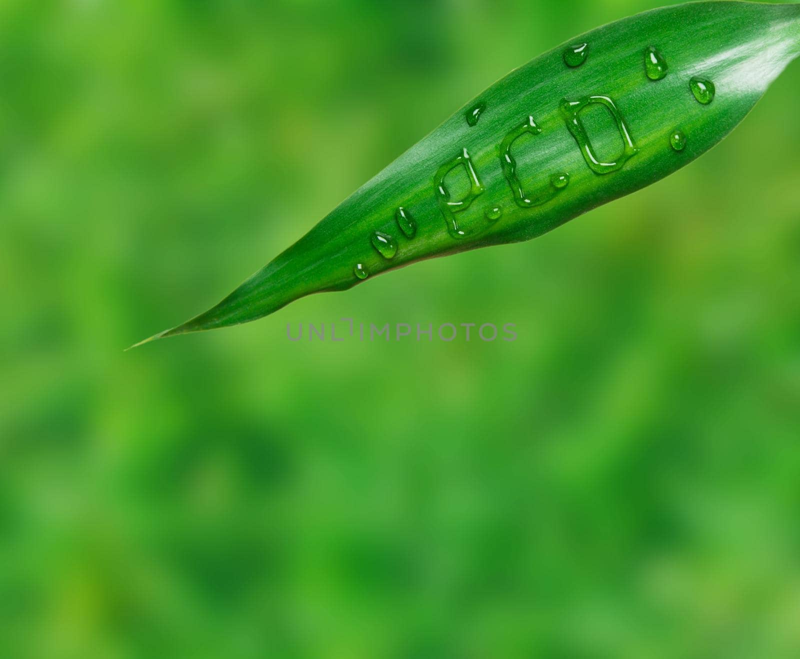Word eco is written on green leaf by water drops on a green background
