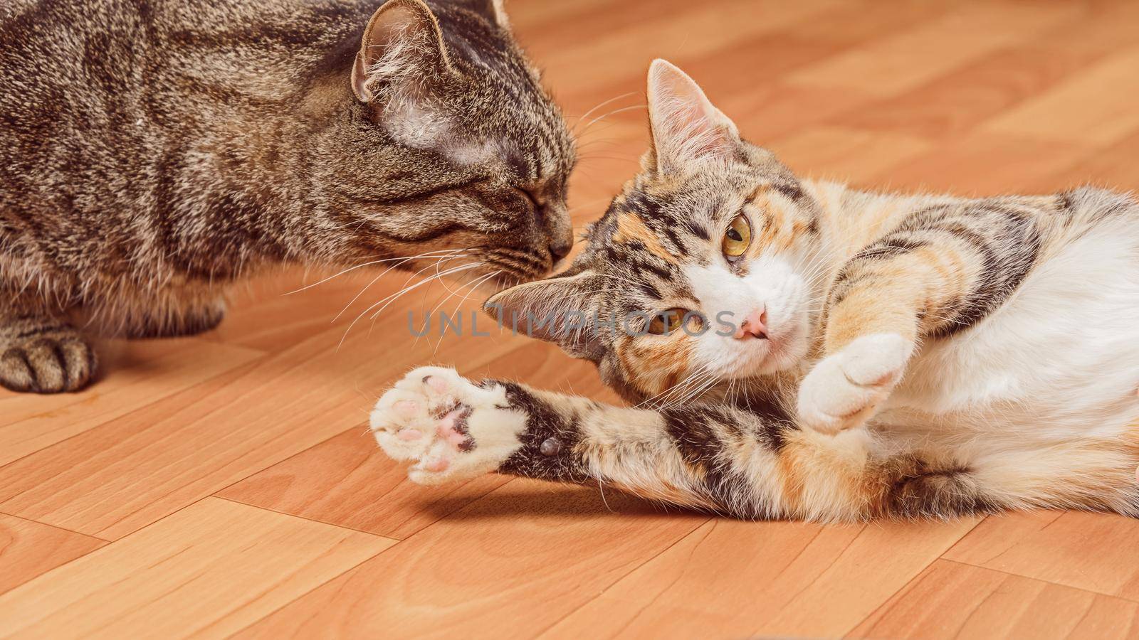 Two cats playing with each other