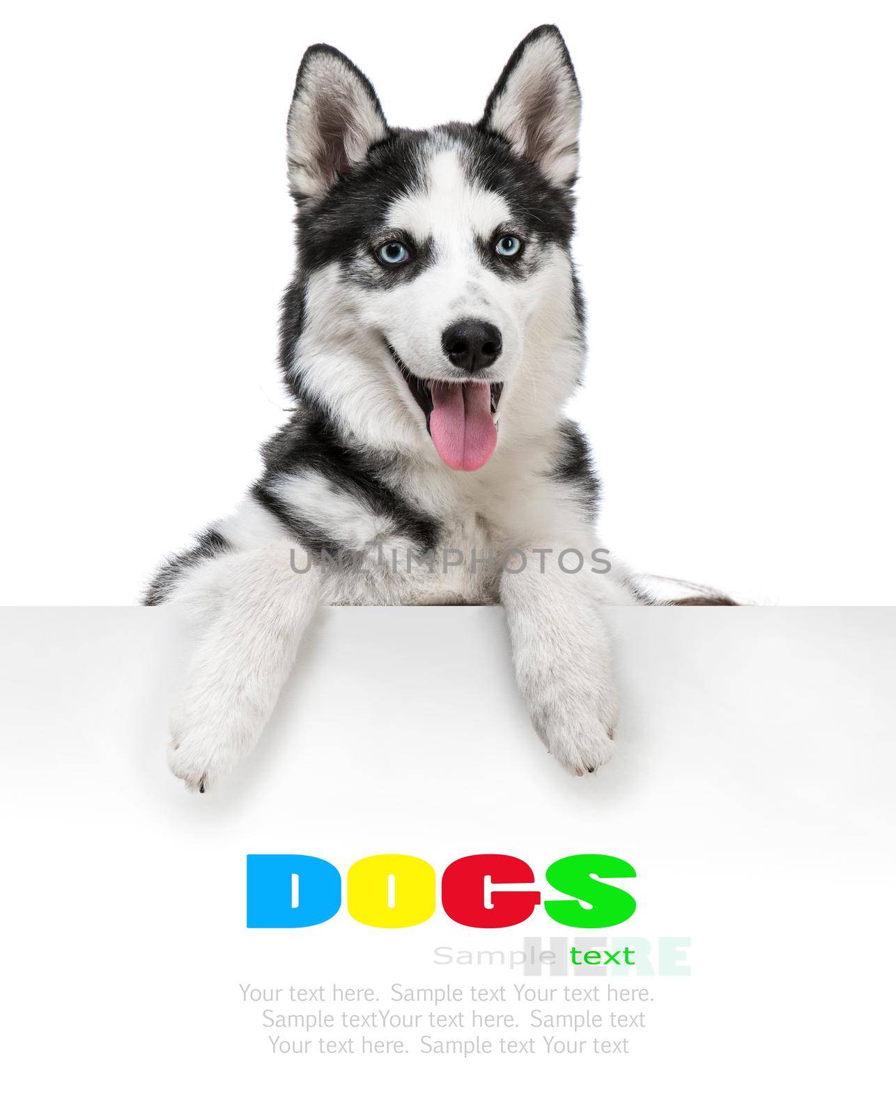 Happy husky dog portrait above white banner. isolated