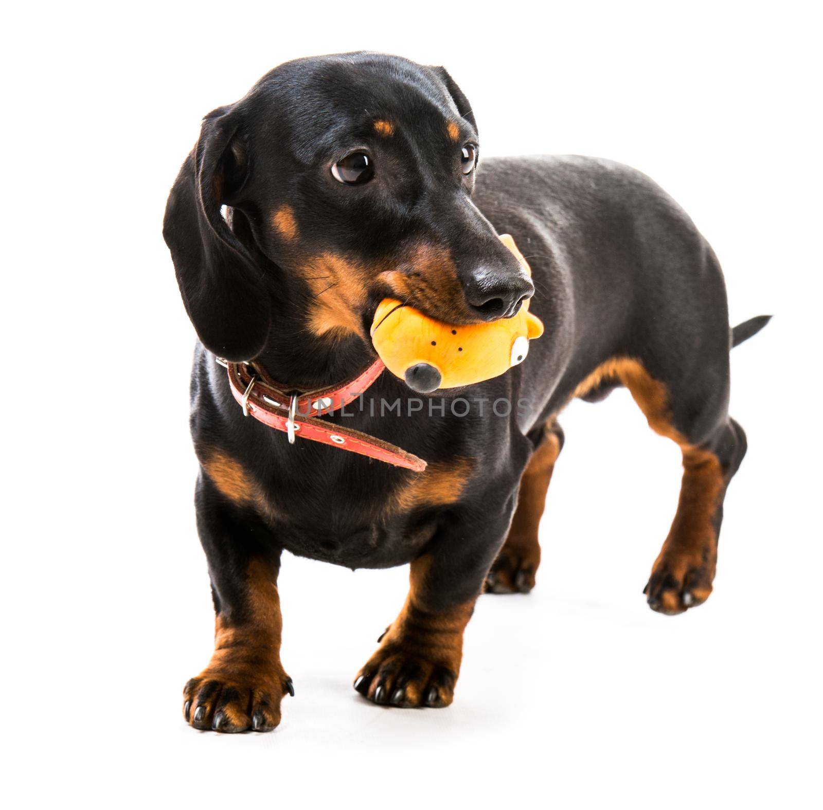 brown short hair puppy dachshund on white