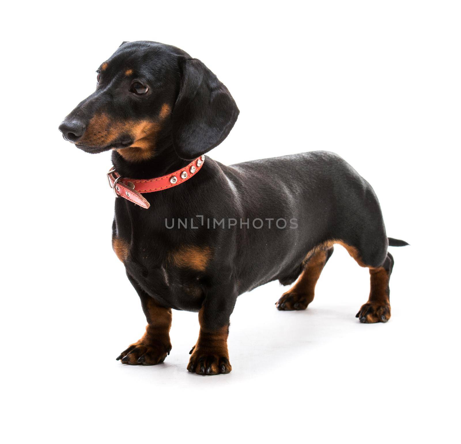 brown short hair puppy dachshund on white