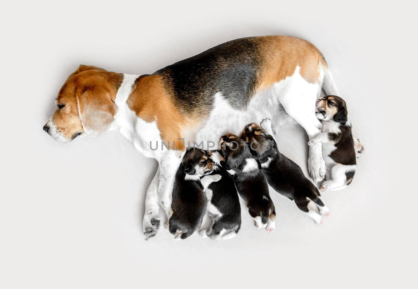 Beagle mom lying breastfeeding her beagle puppies
