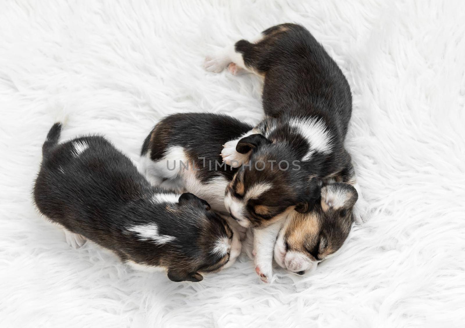 Newborn beagle puppies sleep on white background