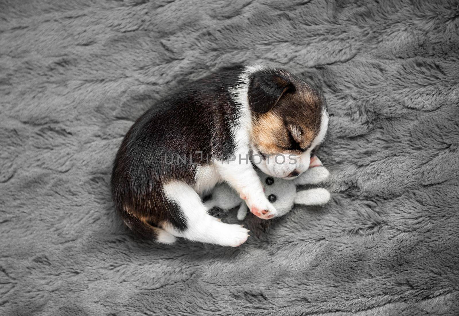 Little beagle puppy sleeps with a toy