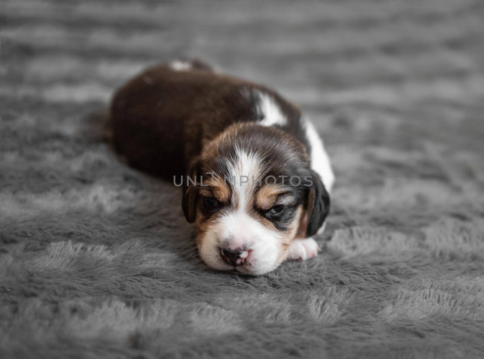 Cute newborn beagle puppy sleeping on grey veil, close-up