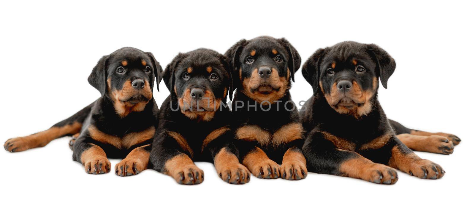 Four rottweiler puppies lie isolated on white backgroung and looking at camera